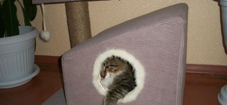 Уголки для кошек – Разные виды домиков и игровой комплекс для котят, кошек и котов своими руками