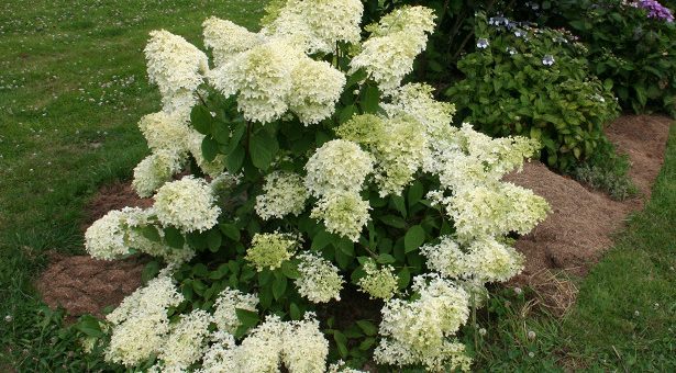 Уникальная гортензия метельчатая – Многоликая метельчатая гортензия (Hydrangea paniculata) и альтернативный взгляд на формирующую «классическую» обрезку. Часть 2