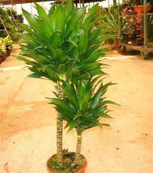 Уход драцена компакта