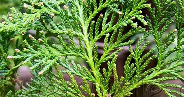 Вечнозеленые деревья фото с названиями