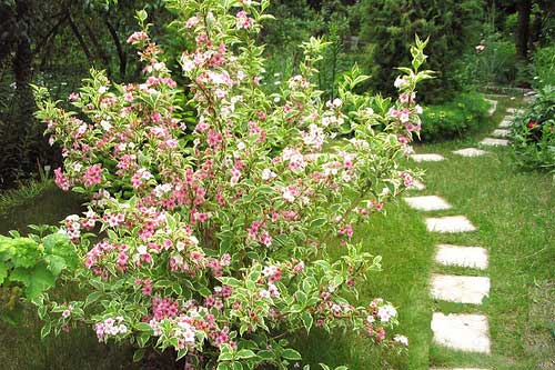 Вейгела фото и описание кустарника – описание и характеристики, виды и сорта с фото в ландшафтном дизайне, цена семян и где купить в Москве и СПб