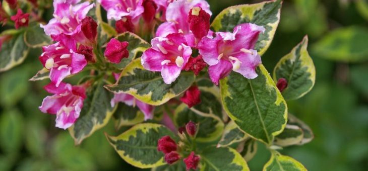 Вейгела фото в ландшафте – посадка и уход в открытом грунте, фото сортов, выращивание кустарника в Подмосковье, Ленинградской области и других регионах