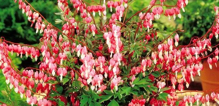 Вербена цветы фото – что это за травянистое растение, разновидности, фото цветов, листьев, описание необычайного аромата, а также где растет, правила ухода и выращивания.