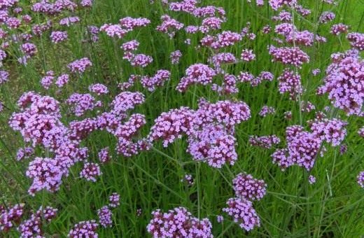 Вербена растение