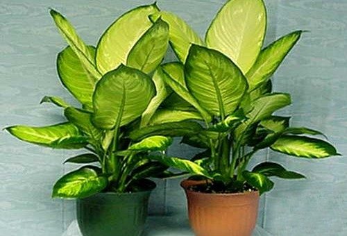 Виды диффенбахий – камилла, пятнистая, кустовая, компакта, грин мэджик, рефлектор, прелестная, сублим, леопольда, сегуина, тропик сноу, боумана, баузе, марс