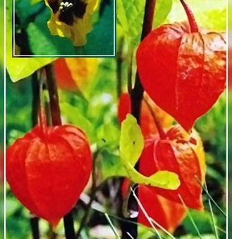 Виды физалис – на даче, в домашних условиях, декоративные, съедобные виды, способы размножения, технология посадки, особенности ухода