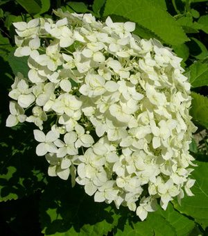 Виды гортензии