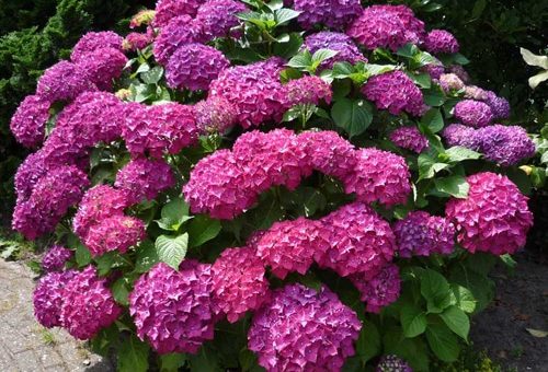 Виды гортензии фото – популярные виды с фото, советы по выращиванию, правильный уход и способы размножения