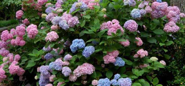 Виды гортензия метельчатая – Гортензия в саду: виды и сорта. Фото. Гортензия древовидная, крупнолистная, пильчатая, метельчатая, Бретштейдера, разношерстная, черешковая, дуболистная
