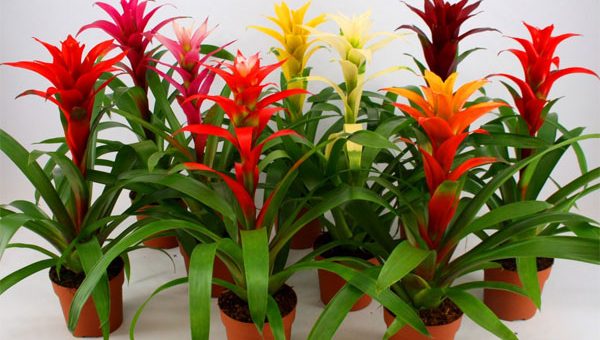 Виды гузмания – Гузмания: уход в домашних условиях: полив, пересадка, размножение, освещение и влажность воздуха