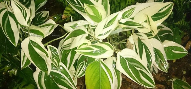 Виды маранты с фото и названиями – Маранта — молящаяся трава. Уход в домашних условиях, выращивание, размножение. Фото — Ботаничка.ru