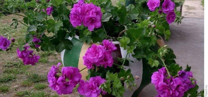 Виды пеларгонии фото и названия – история названия, как выглядит и цветет это растение, а также описание и фото низкорослой, синей и лечебной пеларгонии