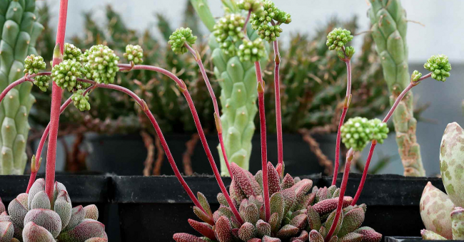 Виды толстянка фото – разновидности и секреты грамотного ухода за «денежным деревом»