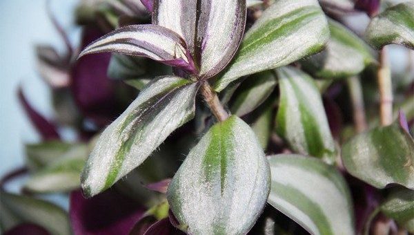 Виды традесканция фото и названия – названия, фото, уличная, Андерсона, силламонтана, приречная, Блоссфельда, белоцветковая, разноцветная, мелколистная, другие
