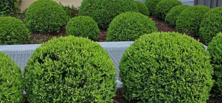 Виды туй фото – уличный брабант и можжевельники в горшках, шаровая разновидность дерева в саду, интересные примеры оформления участка