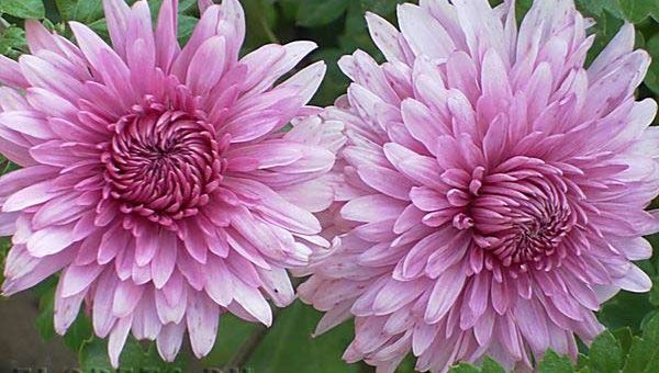 Виды хризантемы – Хризантема. Золотой цветок хризантемы — Садовые цветы и растения. Florets.ru