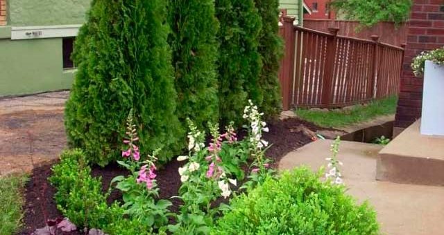 Виды хвойных растений для сада фото и названия – названия, фото, декоративные хвойники, ель, лиственное дерево, сосна, теплолюбивые на участке