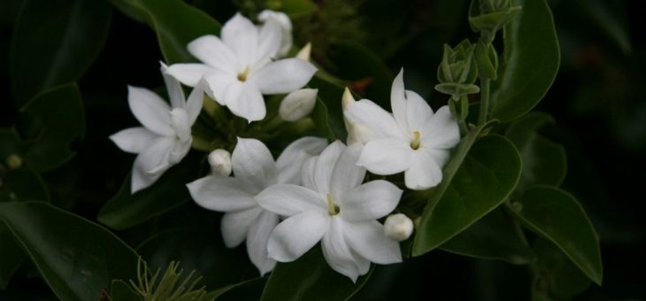 Виды жасмина фото с названиями – Жасмин цветок — фото и описание голоцветкового, Мадагаскарского, Самбак, многоцветкового, крупноцветкового, японского жасмина, видео