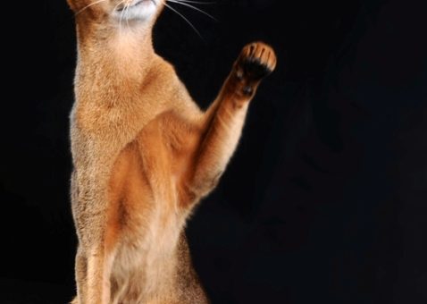 Все для кошек фото – Живая Планета — это дикие и домашние животные, экология и растения. Бесплатные объявления.