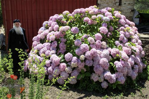 Все о гортензии – Выращивание гортензии: посадка, полив, уход, подкормка. Все секреты выращивания гортензии, о которых вы и не догадывались