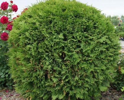 Вудварди туя фото – Туя западная Вудварди (Thuja occidentalis Woodwardii),хвойные,кустарники,туя,купить,саженцы,посадка,уход,купить тую в интернет-магазине,туя посадка и уход,садовый центр,купить тую в отечественных и зарубежных питомниках