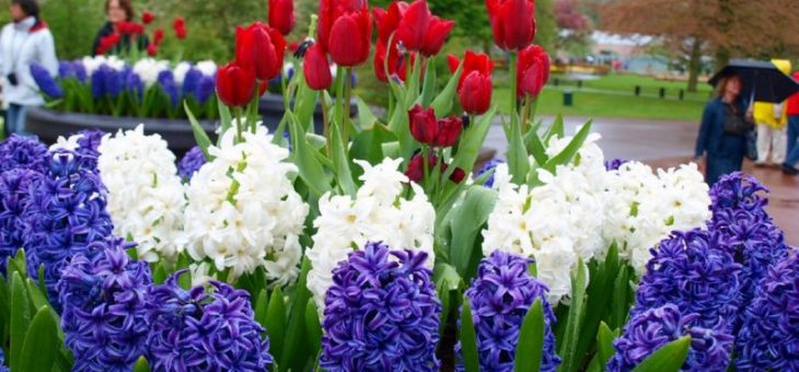 Высокие многолетние цветы для дачи фото с названиями – Многолетние цветы — посадка и уход. Фото обзор красивого оформления на дачном участке