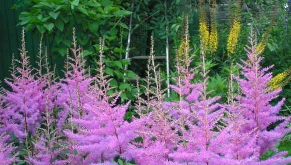 Высокие сорта астильбы – сорта и виды на фото с названиями, многообразие низкорослых и высоких сортов, от фиолетового дождя до курчавого лилипута
