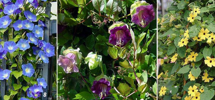 Вьющиеся цветы для сада фото и названия однолетние – Вьющиеся растения для дачи фото и названия: многолетние, неприхотливые, быстрорастущие