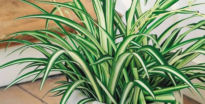 Хлорофитум грин оранж фото – Комнатный цветок Хлорофитум — советы по уходу за хохлатым, кудрявым и оранжевым хлорофитумом в домашних условиях, пересадка и размножение, отзывы цветоводов