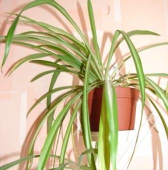 Хлорофитум в интерьере – Хлорофитум — уход, выращивание, обрезка, посадка. Болезни Хлорофитум. Хлорофитум фото.