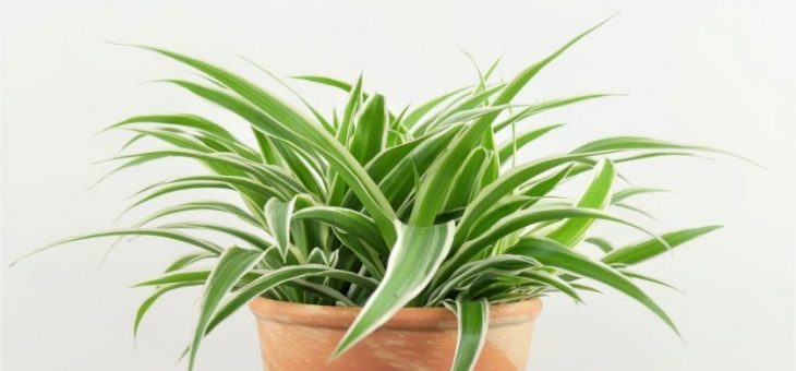 Хлорофитум виды фото – описание, полезные свойства, популярные виды и сорта, похожие растения, условия и правила выращивания, отзывы цветоводов