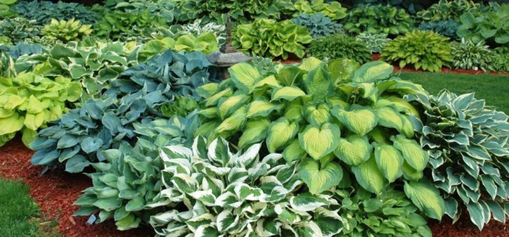 Хоста фото цветок – посадка и уход в открытом грунте, выращивание и сочетание в ландшафтном дизайне, фото, размножение сорта