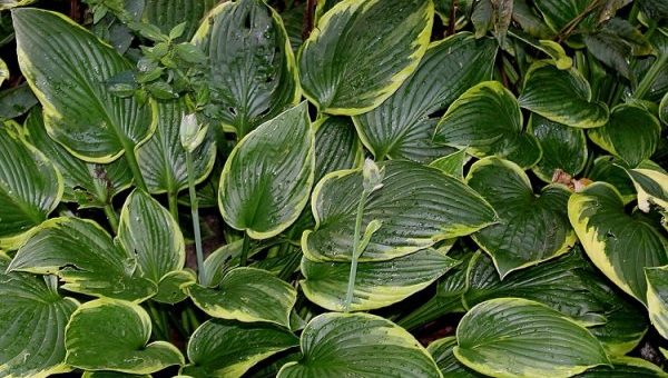 Хоста укрытие на зиму фото – особенности обрезки, сроки внесения подкормок, укрытие на зиму, технология посадки, пересадки, возможные ошибки