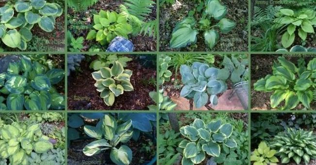 Хосты разновидности фото