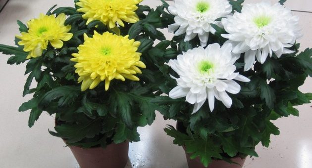 Хризантема фото цветок – Хризантема. Уход за цветком хризантема, комнатное и садовое растение хризантема, размножение, полив, уход. Цветок хризантема.