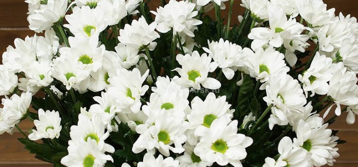 Хризантема как ромашка