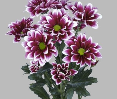 Хризантема кустовая фото и название