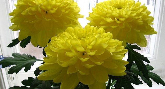 Хризантема листья фото – Крупноцветковые хризантемы – уход за цветами, выращивание и размножение, фото