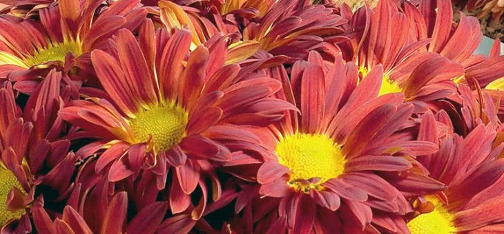 Хризантема опис квітки – посадка й догляд, фото, вирощування з насіння, сорти