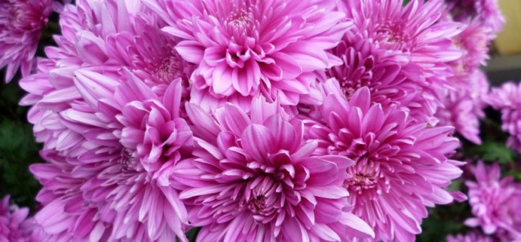 Хризантема полевая – Садовая многолетняя хризантема: посадка и уход в открытом грунте осенью и весной, морозостойкие сорта и фото, размножение и укрытие на зиму