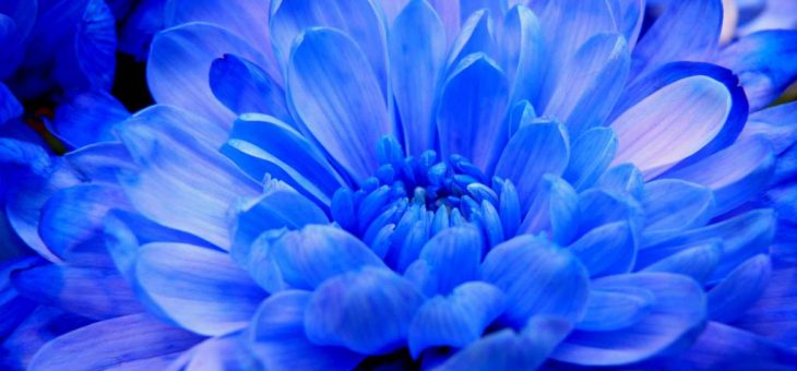 Хризантема синяя – Читать книгу Голубая хризантема Карела Чапека : онлайн чтение