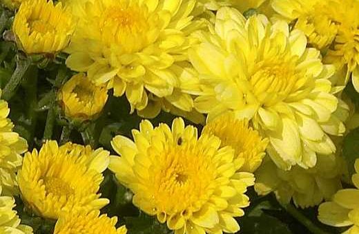 Хризантема сложное растение – классификация, характеристика популярных сортов, особенности посадки и ухода, способы размножения, применение в дизайне участка