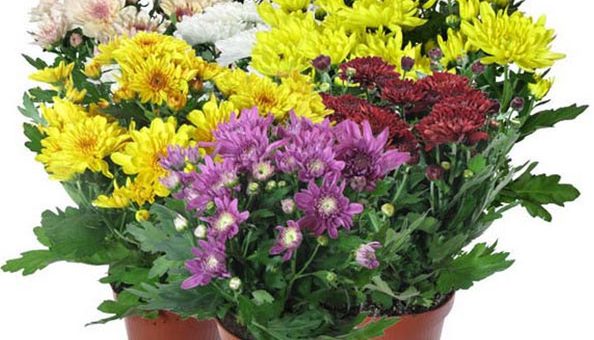 Хризантема в