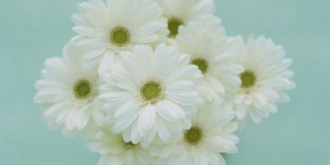 Хризантемы белые что означают – кому принято дарить 🚩 к чему дарят желтые хризантемы 🚩 Культура и общество 🚩 Другое