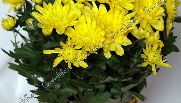 Хризантемы индийские фото – Хризантема индийская — Хризантема — Красивоцветущие растения — Комнатные растения