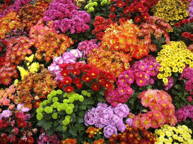 Цветы хризантемы: как выглядят, описание, что такое