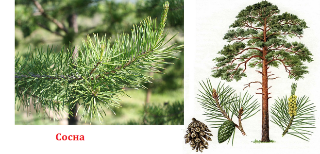 Хвойное дерево с красными цветами и шишками фото и названия – фото, описание форм, названия декоративных разновидностей, особенности выращивания сосны