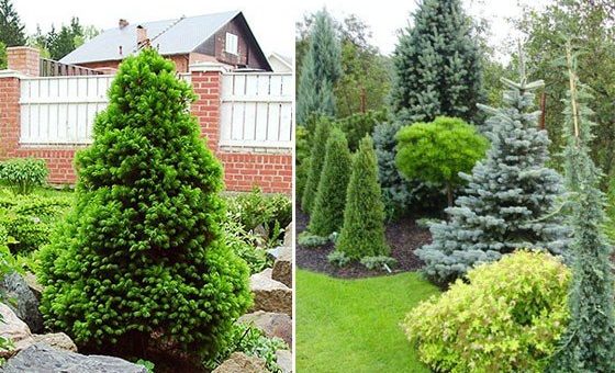 Хвойные для дачи