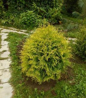 Хвойные для подмосковья морозостойкие – Декоративные, для озеленения, хвойные и вечнозеленые кустарники с летним сроком созревания для групповых посадок, солнца и полутени, морозостойких регионов