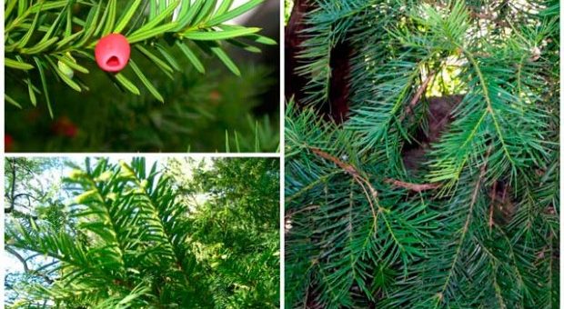 Хвойные растения фото с названиями